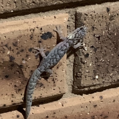 Christinus marmoratus (Southern Marbled Gecko) at Albury - 16 Sep 2019 by PAllen1