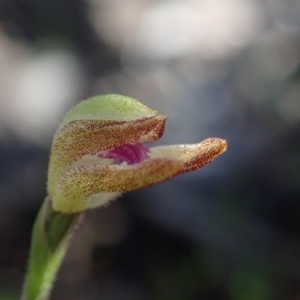 Caladenia sp. at Coree, ACT - 28 Sep 2020