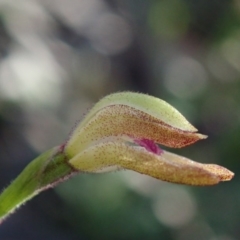 Caladenia sp. at Coree, ACT - 28 Sep 2020