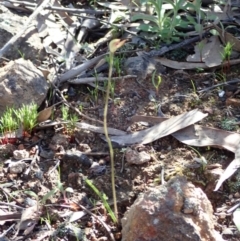 Caladenia sp. at Coree, ACT - 28 Sep 2020