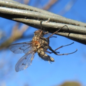 Entomophthora sp. (genus) at Flynn, ACT - 28 Sep 2020