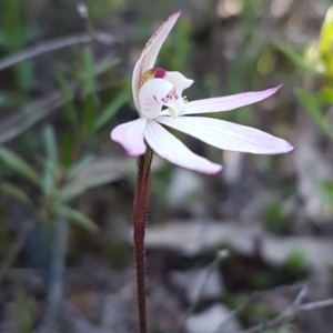 Caladenia fuscata at Theodore, ACT - suppressed