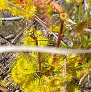 Drosera sp. at Rossi, NSW - 26 Sep 2020