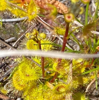 Drosera (genus) (A Sundew) at Rossi, NSW - 26 Sep 2020 by SthTallagandaSurvey