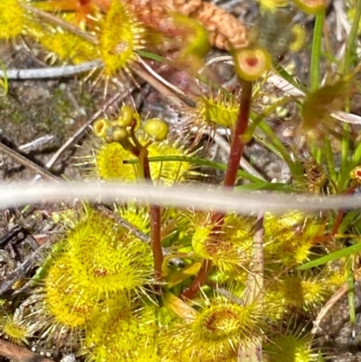 Drosera sp. (A Sundew) at Rossi, NSW - 26 Sep 2020 by SthTallagandaSurvey