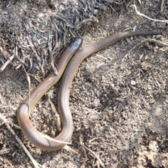 Parasuta dwyeri (Dwyer's Black-headed Snake) at Rob Roy Range - 28 Sep 2020 by TheWild