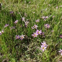 Romulea rosea var. australis (Onion Grass) at Isaacs, ACT - 28 Sep 2020 by Mike