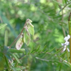 Vicia hirsuta (Hairy Vetch) at Isaacs Ridge and Nearby - 28 Sep 2020 by Mike