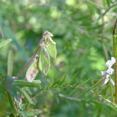 Vicia hirsuta (Hairy Vetch) at Isaacs Ridge and Nearby - 28 Sep 2020 by Mike