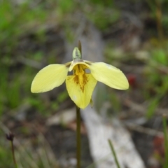 Diuris chryseopsis (Golden Moth) at Kambah, ACT - 27 Sep 2020 by MatthewFrawley