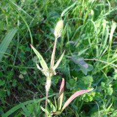 Trifolium angustifolium (Narrowleaf Clover) at Isaacs Ridge and Nearby - 28 Sep 2020 by Mike