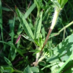 Trifolium angustifolium at Jerrabomberra, ACT - 28 Sep 2020