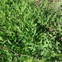 Trifolium angustifolium at Jerrabomberra, ACT - 28 Sep 2020