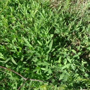 Trifolium angustifolium at Jerrabomberra, ACT - 28 Sep 2020