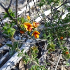 Pultenaea procumbens (Bush Pea) at Wanniassa Hill - 28 Sep 2020 by Mike