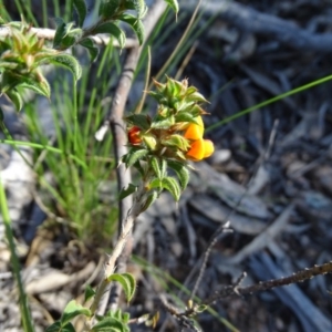 Pultenaea procumbens at Jerrabomberra, ACT - 28 Sep 2020