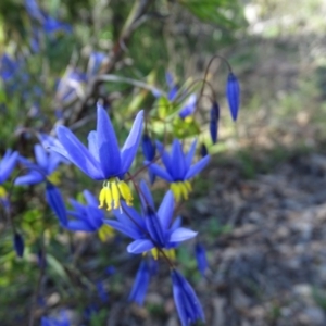 Stypandra glauca at Jerrabomberra, ACT - 28 Sep 2020