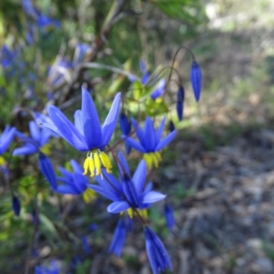 Stypandra glauca (Nodding Blue Lily) at Jerrabomberra, ACT - 28 Sep 2020 by Mike