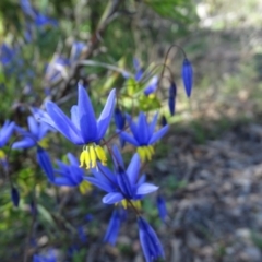 Stypandra glauca (Nodding Blue Lily) at Jerrabomberra, ACT - 28 Sep 2020 by Mike