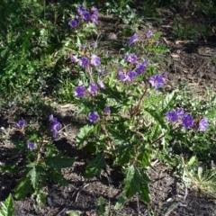 Solanum cinereum (Narrawa Burr) at Wanniassa Hill - 28 Sep 2020 by Mike