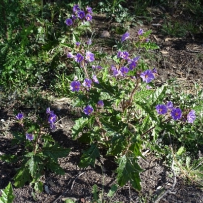 Solanum cinereum (Narrawa Burr) at Wanniassa Hill - 28 Sep 2020 by Mike