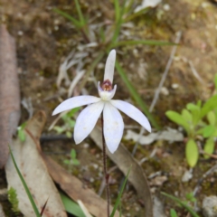 Cyanicula caerulea at Kambah, ACT - 27 Sep 2020