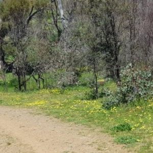 Arctotheca calendula at Watson, ACT - 28 Sep 2020