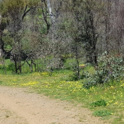 Arctotheca calendula (Capeweed, Cape Dandelion) at Mount Majura - 28 Sep 2020 by MAX