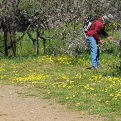 Arctotheca calendula at Watson, ACT - 28 Sep 2020