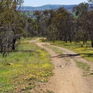 Arctotheca calendula at Watson, ACT - 28 Sep 2020