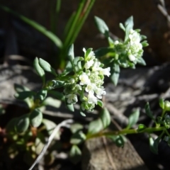 Poranthera microphylla (Small Poranthera) at Jerrabomberra, ACT - 28 Sep 2020 by Mike