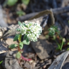 Poranthera microphylla at Jerrabomberra, ACT - 28 Sep 2020 03:19 PM