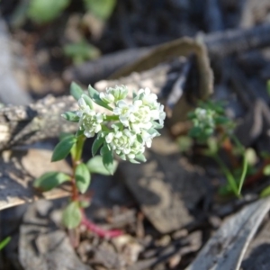 Poranthera microphylla at Jerrabomberra, ACT - 28 Sep 2020