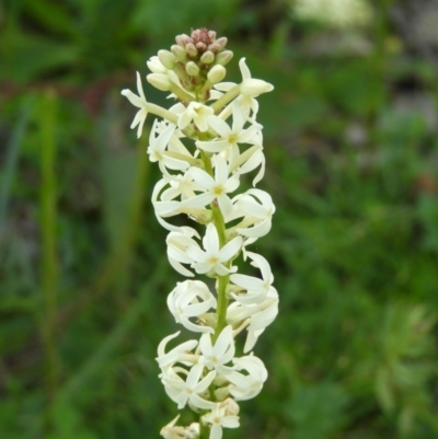 Stackhousia monogyna (Creamy Candles) at Kambah, ACT - 27 Sep 2020 by MatthewFrawley