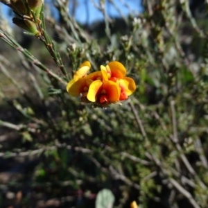 Dillwynia sp. at Tuggeranong DC, ACT - 28 Sep 2020 03:45 PM