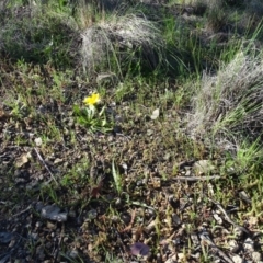 Microseris walteri (Yam Daisy, Murnong) at Wanniassa Hill - 28 Sep 2020 by Mike