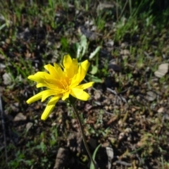 Microseris walteri at Tuggeranong DC, ACT - 28 Sep 2020