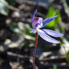 Cyanicula caerulea (Blue Fingers, Blue Fairies) at Tuggeranong DC, ACT - 28 Sep 2020 by Mike