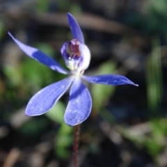 Cyanicula caerulea at Tuggeranong DC, ACT - 28 Sep 2020