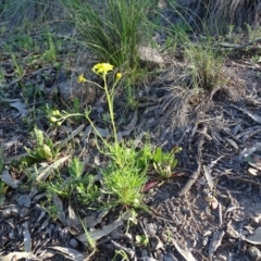 Senecio pinnatifolius var. pinnatifolius at Wanniassa Hill - 28 Sep 2020 by Mike