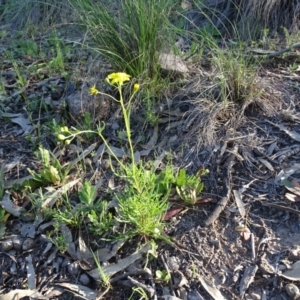 Senecio pinnatifolius var. pinnatifolius at Jerrabomberra, ACT - 28 Sep 2020