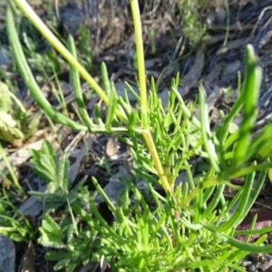 Senecio pinnatifolius var. pinnatifolius at Jerrabomberra, ACT - 28 Sep 2020