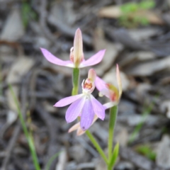 Caladenia carnea (Pink Fingers) at Kambah, ACT - 27 Sep 2020 by MatthewFrawley