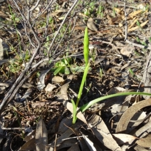 Diuris sp. at Tuggeranong DC, ACT - 28 Sep 2020