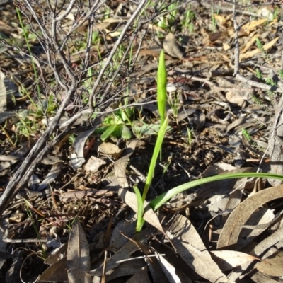 Diuris sp. (A Donkey Orchid) at Tuggeranong DC, ACT - 28 Sep 2020 by Mike