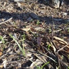 Diuris sp. at Tuggeranong DC, ACT - suppressed