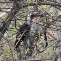 Dacelo novaeguineae (Laughing Kookaburra) at Jerrabomberra Wetlands - 28 Sep 2020 by roymcd