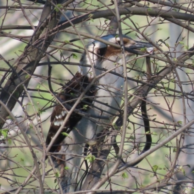 Dacelo novaeguineae (Laughing Kookaburra) at Jerrabomberra Wetlands - 28 Sep 2020 by roymcd