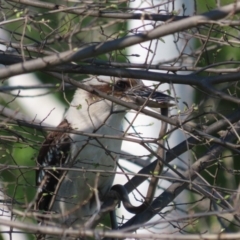 Dacelo novaeguineae at Fyshwick, ACT - 28 Sep 2020