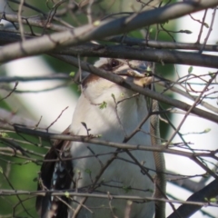 Dacelo novaeguineae at Fyshwick, ACT - 28 Sep 2020